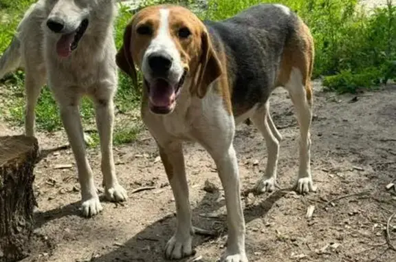 Найдена собака 14К-34, Белгород