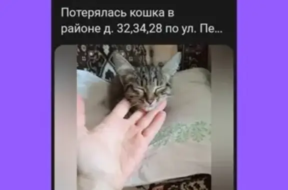 Пропала кошка: ул. Петрова, 32, Ижевск