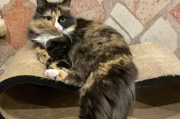 Кошки потеряшки, Санкт-Петербург, фото: Потеряшка кошка, Ленинский пр. 79 к2