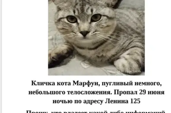 Пропала кошка Марфун, ул. Ленина