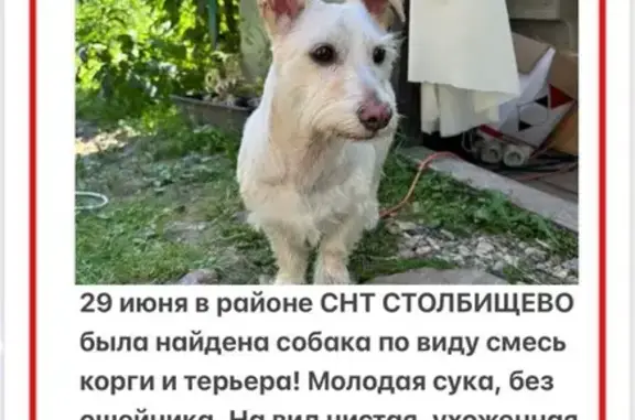 Найдена собака, Московская обл.