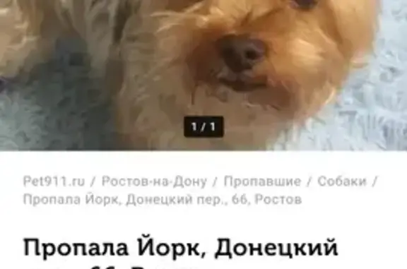 Пропала собака, Белорусская 203А, Ростов