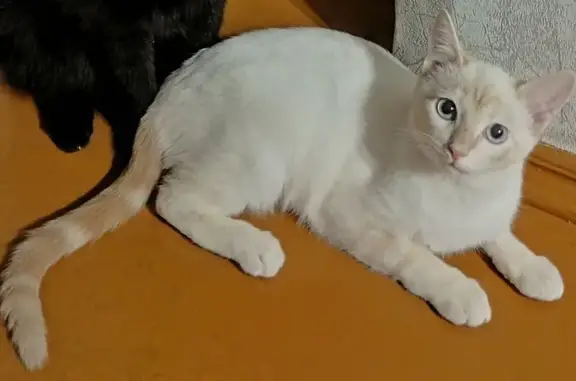 Пропала рыжая кошка, 50-летия Октября, 40