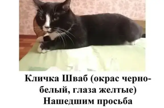 Пропала кошка на Лебяжьей, 1, Тюмень