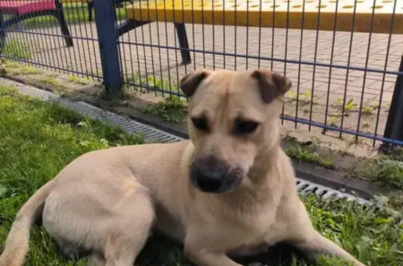 Найден пес: Береговая ул., Калининград