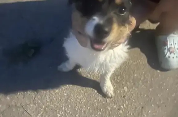 Найдена собака в Стригино, Нижний