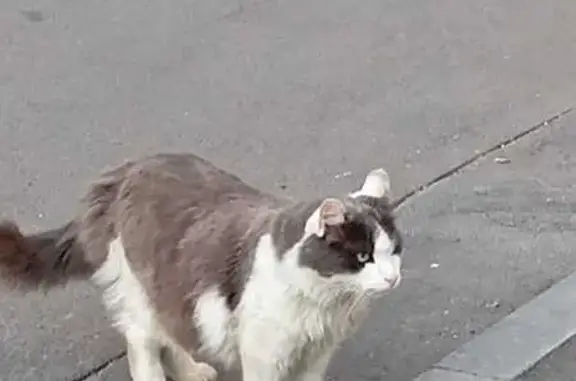 Найдена кошка, Дубнинская ул., 4к1