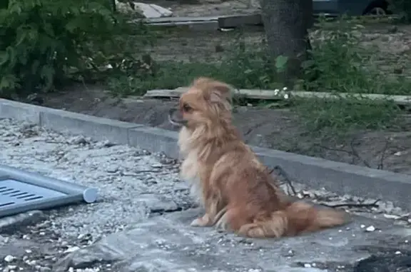 Найдена собака: Челябинская ул., д.3