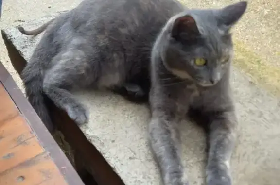 Пропала кошка в Кудаево, 46Н-12429