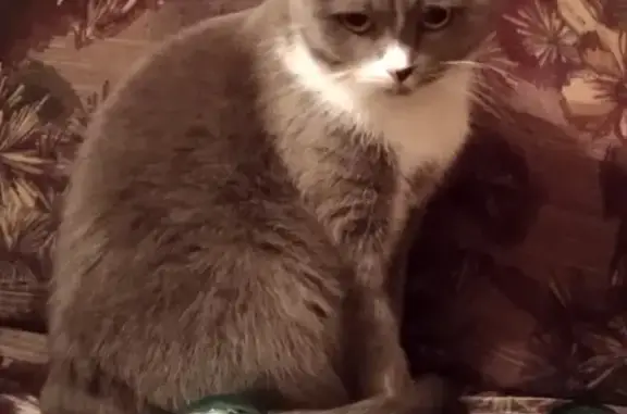 Кошки потеряшки, , фото: Потеряшка кошка: пр. Мира, 70, Донецк