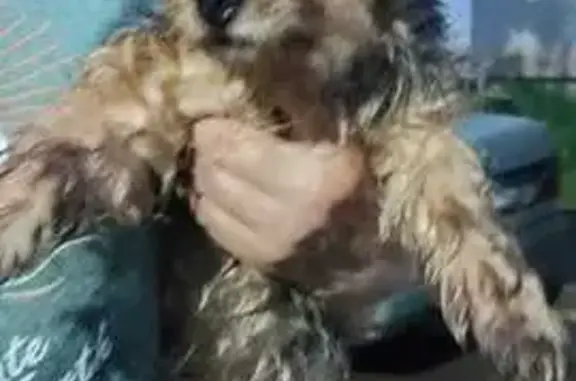 Найдена собака: Глазунова, 14