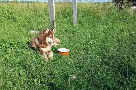 Найден Хаски: Лесная ул., 22