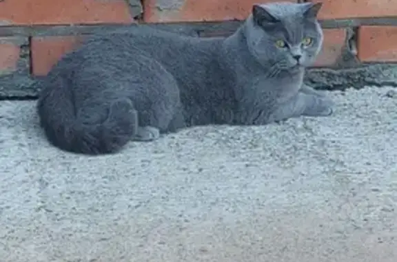 Пропала кошка Маруся: Обиковская, 52