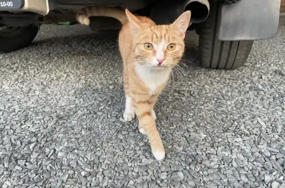 Найден рыжий кот: Сулажгорская, 20