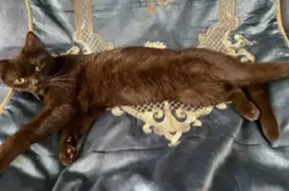Пропала кошка: Хандадаша Тагиева, 35Е