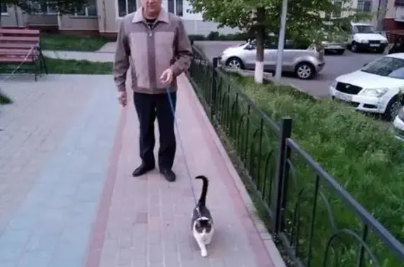Пропала кошка, ул. Николая Беседина
