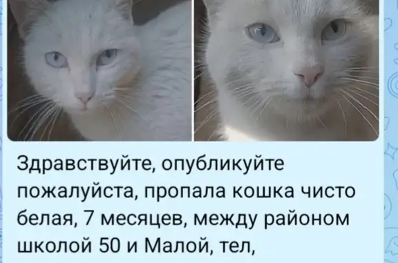 Пропала белая кошка: Недорезова, 1М