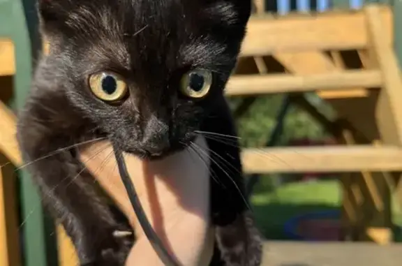 Найден котенок: Кубяка, 20, Калуга
