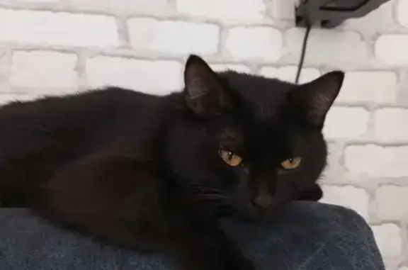 Пропала черная кошка, Керченский пер.