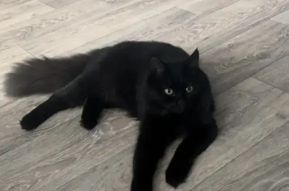 Пропала черная кошка, Кемерово
