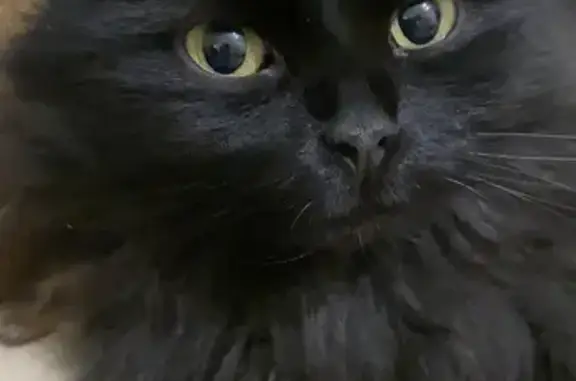 Пропала черная кошка Роза, ул. Седова, 39А