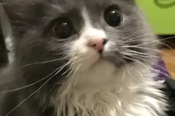 Кошки потеряшки, , фото: Потеряшка кошка: 50-летия ВЛКСМ, 23Т