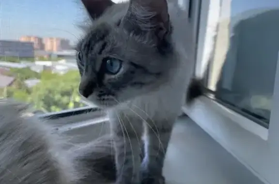 Пропала кошка: Симферопольская, 47