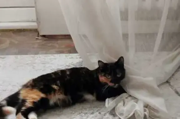 Кошки потеряшки, Смоленское, фото: Потеряшка кошка в СНТ Карповское