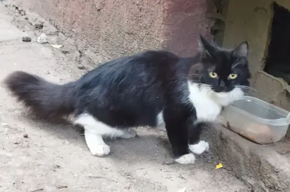 Найдена кошка, Инициативная ул., Мск