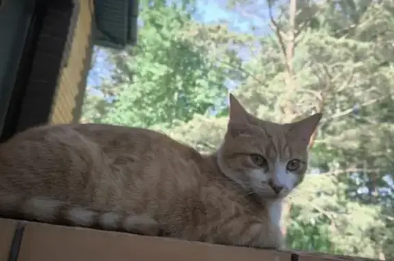 Кошки потеряшки, Кузнецово, фото: Потеряшка кот: Жемчужная, 4, Кузнецово