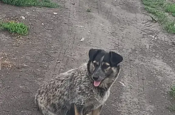 Найдена собака: Саралинская, 26, Абакан
