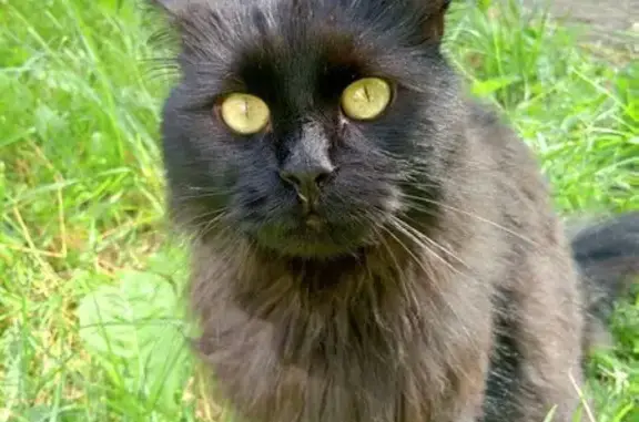 Чёрная кошка найдена: Ревпроспект 13