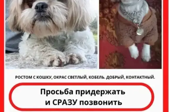 Пропала собака в Синявино, СПб
