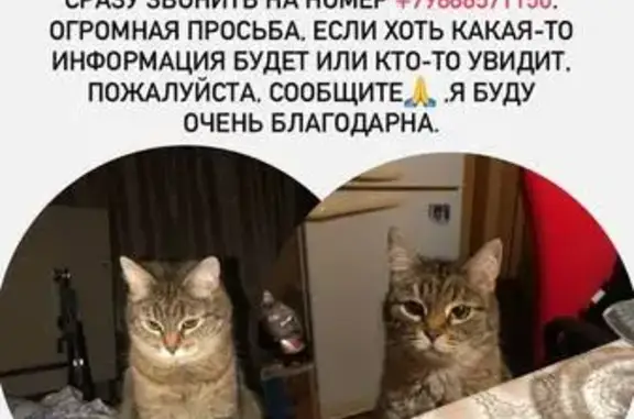 Пропала кошка: Комсомольская ул., 14