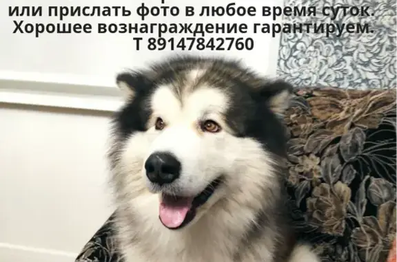 Пропала собака в Новоавачинске