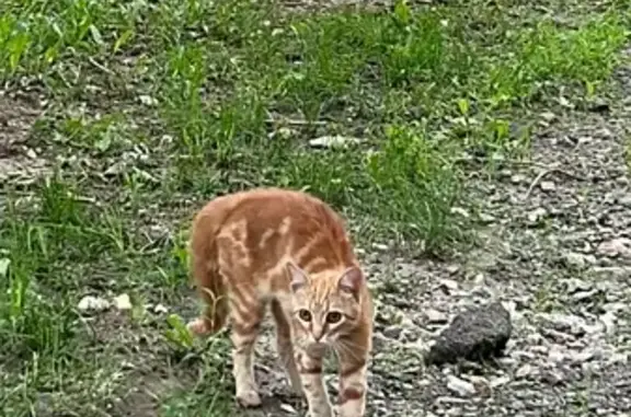 Найдена кошка: Братьев Вагановых, 3-5