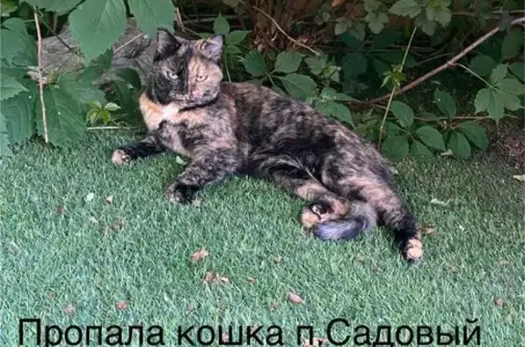 Пропала кошка, Садовый, Новосибирск