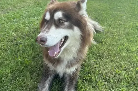 Найдена собака, ул. Лажечникова, 12