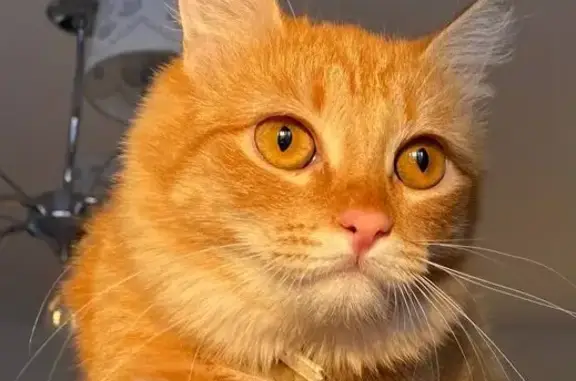 Пропала рыжая кошка: Нефтяная, 5а, Томск