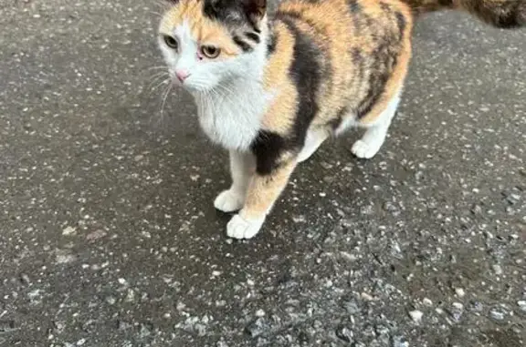 Найдена кошка: Кирова, 13 к1, Домодедово