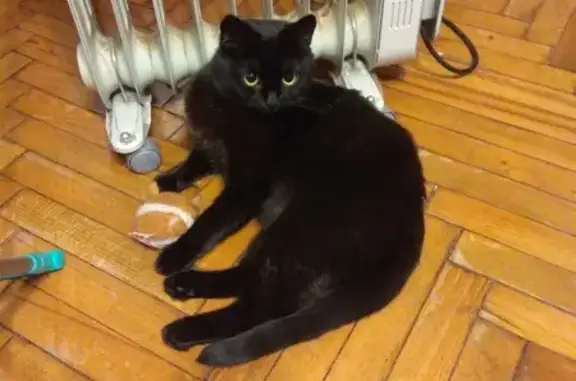 Пропала чёрная кошка: Альпийский пер., 19 к1