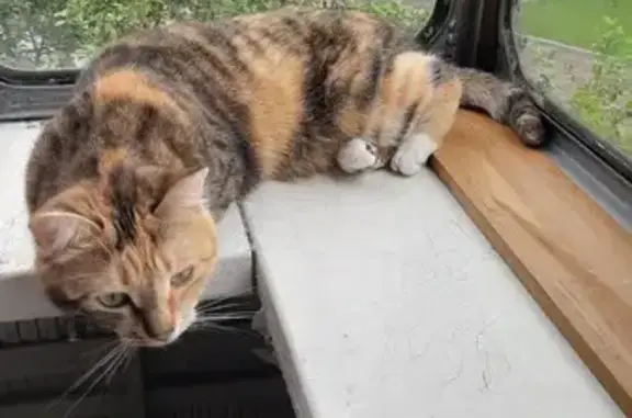 Потерянные животные Курск, фото: Пропала кошка, ул. Ленина, 51, Курск