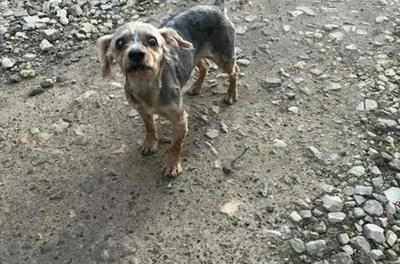 Найдена йоркширская собака, СНТ Керамик