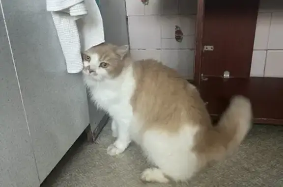 Найдена кошка, Тамбов, фото: Найдена кошка: Мичуринская, 118