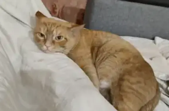 Кошки потеряшки, Красноярск, фото: Потеряшка кошка Персик, Бограда, 5