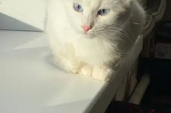 Пропала белая кошка: Кривова, 14