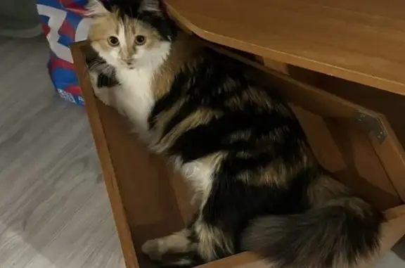 Потерянные животные Курск, фото: Пропала кошка Сара, ул. Чернышевского, 10