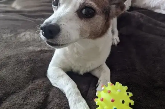 Собаки потеряшки, , фото: Потеряшка собака! Советская, 99