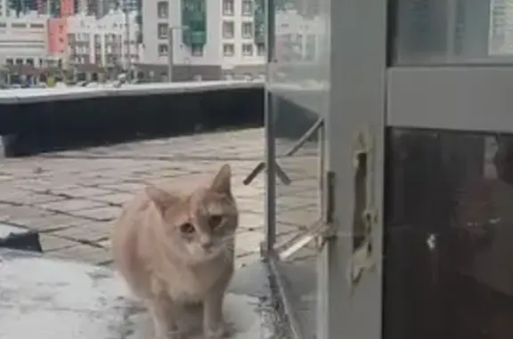 Найдена кошка: Воронцовский б-р, 11 к1