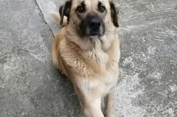 Собаки потеряшки, Васильково, фото: Потеряшка собака, Артёмовская ул.